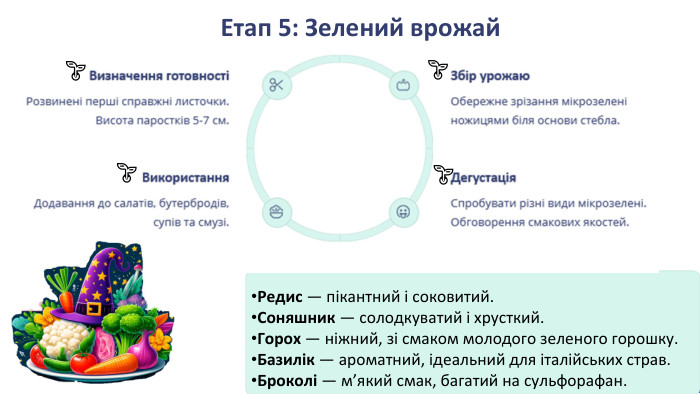 Етап 5: Зелений врожай. Редис — пікантний і соковитий. Соняшник — солодкуватий і хрусткий. Горох — ніжний, зі смаком молодого зеленого горошку. Базилік — ароматний, ідеальний для італійських страв. Броколі — м’який смак, багатий на сульфорафан.🌱🌱🌱🌱