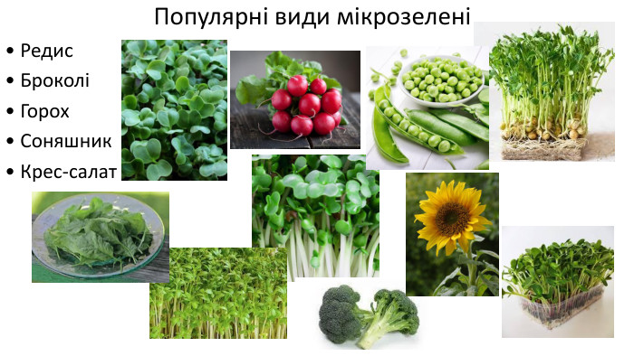 Популярні види мікрозелені• Редис• Броколі• Горох• Соняшник• Крес-салат