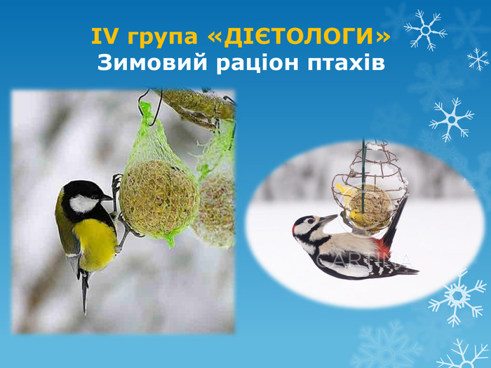 ІV група «ДІЄТОЛОГИ»Зимовий раціон птахів