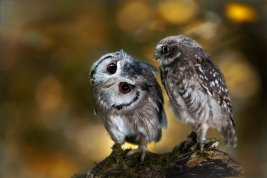 https://wallpaperscave.ru/images/original/18/04-16/animals-birds-owl-41671.jpg