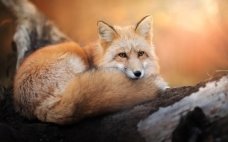 https://wallpaperscave.ru/images/original/18/01-25/animals-foxes-14698.jpg
