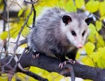 https://kot-pes.com/wp-content/uploads/2015/07/Opossum_11.jpg