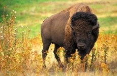 https://pixnio.com/free-images/fauna-animals/bison-buffalo/buffalo-american-animal.jpg