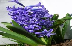 hyacinthus_orientalis_'Bismarck'.jpg