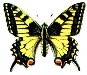 Картинки по запросу картинка метелика Махаон