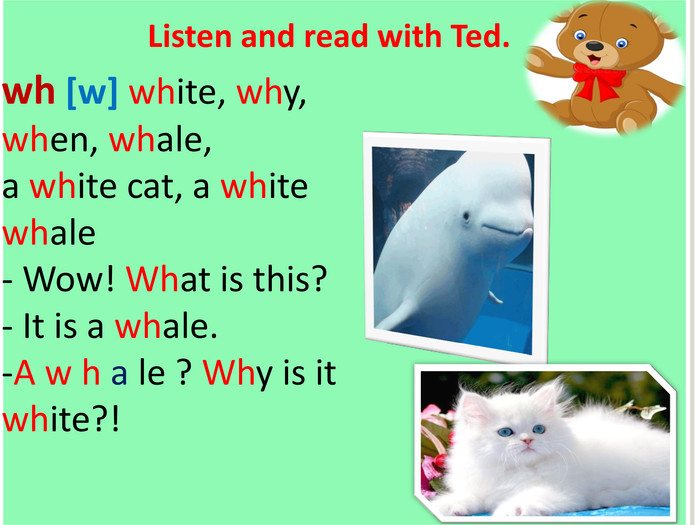 Listen and read with Ted.wh [w] white, why, when, whale,a white cat, a white whale- Wow! What is this?- It is a whale.-A w h a le ? Why is it white?!