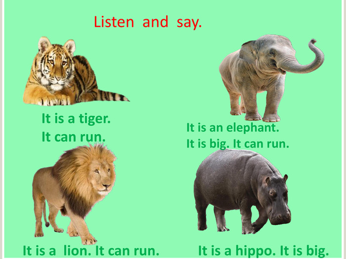 Listen and say. It is a tiger. It can run. It is a lion. It can run. It is an elephant. It is big. It can run. It is a hippo. It is big. 