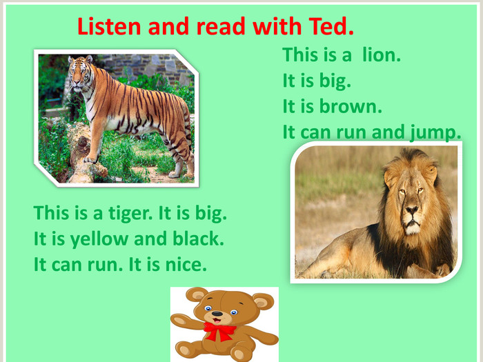 This is a tiger. It is big. It is yellow and black. It can run. It is nice. This is a lion. It is big. It is brown. It can run and jump. Listen and read with Ted.rr