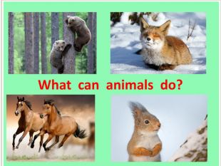 What can animals do презентация