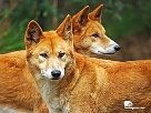 Картинки по запросу фото дика собака дінго австралії