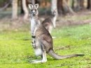 Картинки по запросу фото кенгуру австралии