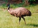 Картинки по запросу фото страус эму австралії