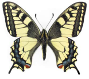 Махаон (Papilio machaon (Linnaeus, 1758))