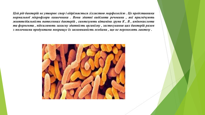 Цей рід бактерій не утворює спор і відрізняється гіллястою морфологією . Це представники нормальної мікрофлори кишечника . Вони здатні виділяти речовини , які пригнічують життєдіяльність патогенних бактерій , синтезують вітаміни групи К , В , амінокислоти та ферменти , підсилюють захисну здатність організму , застосування цих бактерій разом з молочними продуктами покращує їх засвоюваність особами , що не переносять лактозу .