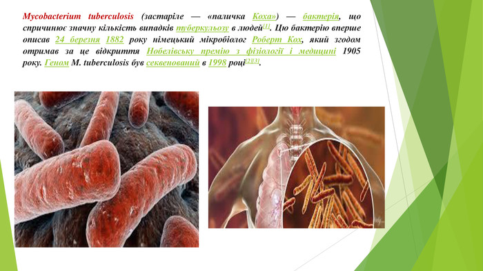 Mycobacterium tuberculosis (застаріле — «паличка Коха») — бактерія, що спричинює значну кількість випадків туберкульозу в людей[1]. Цю бактерію вперше описав 24 березня 1882 року німецький мікробіолог Роберт Кох, який згодом отримав за це відкриття Нобелівську премію з фізіології і медицині 1905 року. Геном M. tuberculosis був секвенований в 1998 році[2][3].