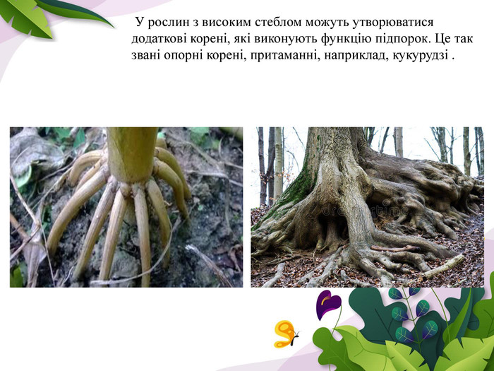  У рослин з високим стеблом можуть утворюватися додаткові корені, які виконують функцію підпорок. Це так звані опорні корені, притаманні, наприклад, кукурудзі .