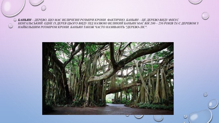 Баньян – дерево, що має величезні розміри крони. Фактично, баньян – це дерево виду фікус бенгальський. Одне із дерев цього виду під назвою Великий баньян має вік 200 – 250 років та є деревом з найбільшим розміром крони. Баньян також часто називають 