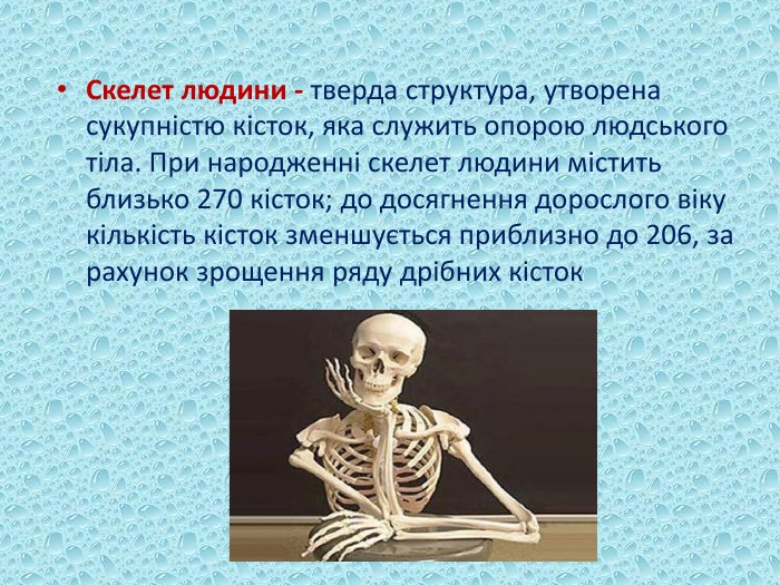 Скелет людини - тверда структура, утворена сукупністю кісток, яка служить опорою людського тіла. При народженні скелет людини містить близько 270 кісток; до досягнення дорослого віку кількість кісток зменшується приблизно до 206, за рахунок зрощення ряду дрібних кісток