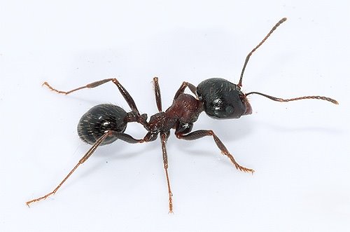 Картинки по запросу мурав