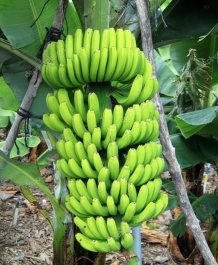 C:\Users\Irina\Desktop\depositphotos_59684879-stock-photo-a-banana-tree-with-bananas.jpg