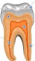 Картинки по запросу внутрішня будова зуба