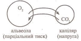 https://subject.com.ua/lesson/biology/9klas/9klas.files/image062.jpg