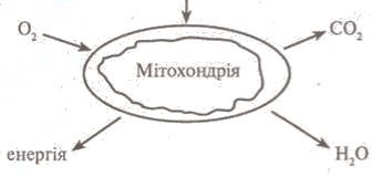 https://subject.com.ua/lesson/biology/9klas/9klas.files/image063.jpg