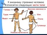 http://bezlichporad.in.ua/img6/Anatomiya_cheloveka_Stroenie_i_raspolozhenie_vnutrennih_organov_cheloveka_Organi_grudnoj_kletki-_bry_2.jpg