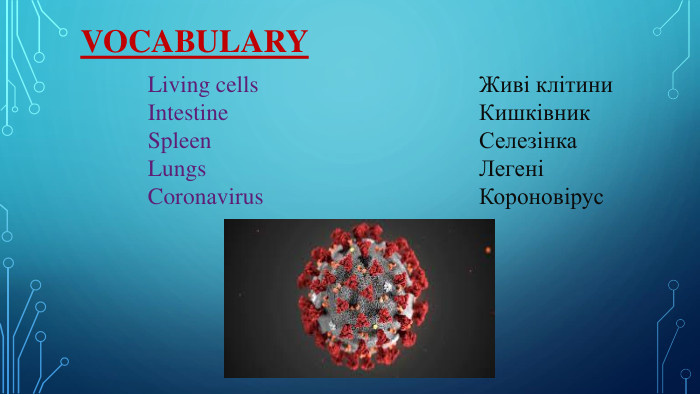 Vocabulary. Living cells. Intestine. Spleen. Lungs. Coronаvirus. Живі клітини. Кишківник. Селезінка. Легені Короновірус