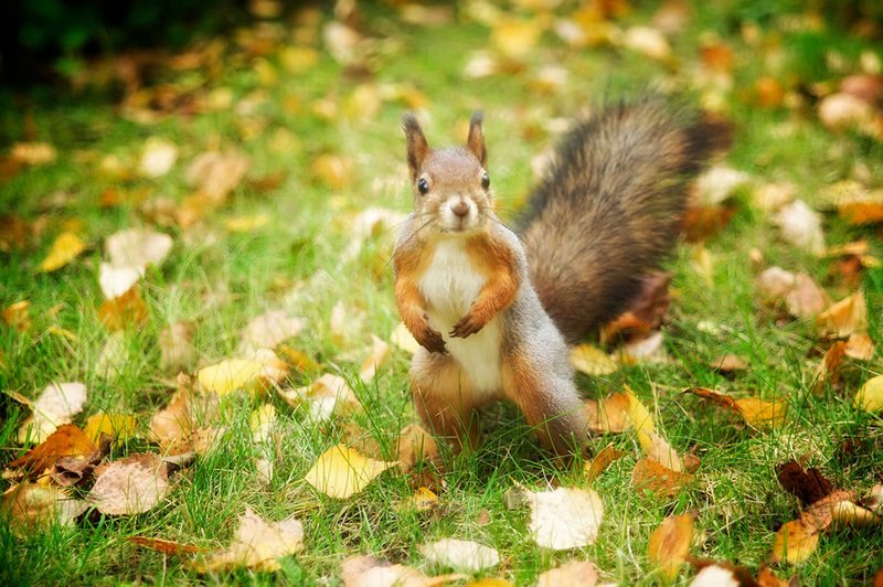 cute_funny_hungry_squirrels9.jpg