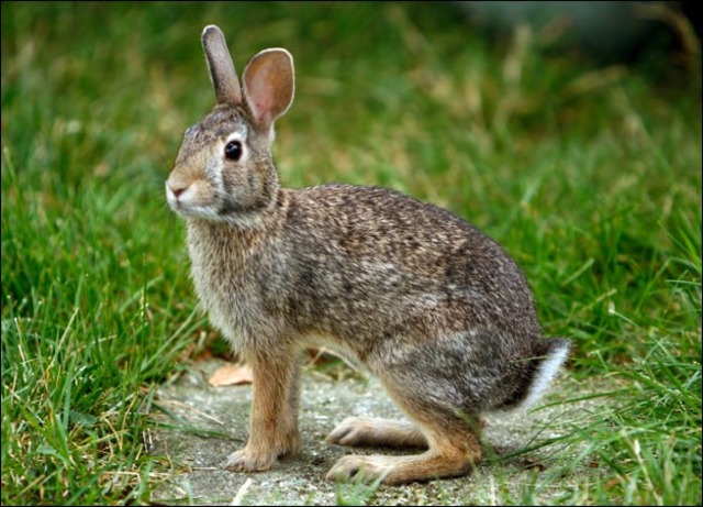 rabbit-picture.jpg