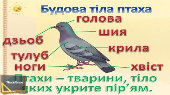 Презентація на тему: "Різноманітність тварин. Птахи і звірі." 1 ...