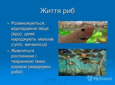 http://player.myshared.ru/17/1124644/slides/slide_10.jpg