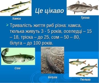 Клас Кісткові риби - презентація з біології