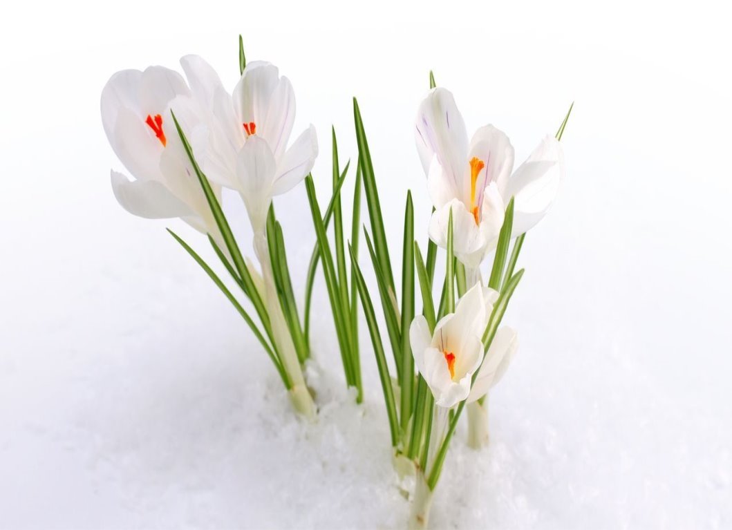 Белые первоцветы крокусы скачать бесплатные обои - с размерами x px скачать бесплатно.