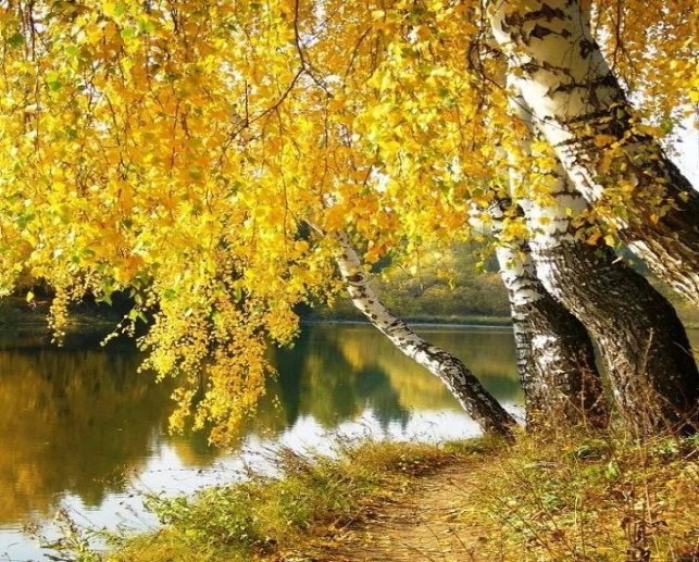 Осень березы | Пейзажи, Рисунки пейзажей, Живописные пейзажи