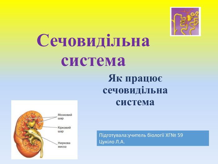 Сечовидільна система. Як працює сечовидільна система. Підготувала:учитель біології ХГ№ 59 Цукіло Л. А.