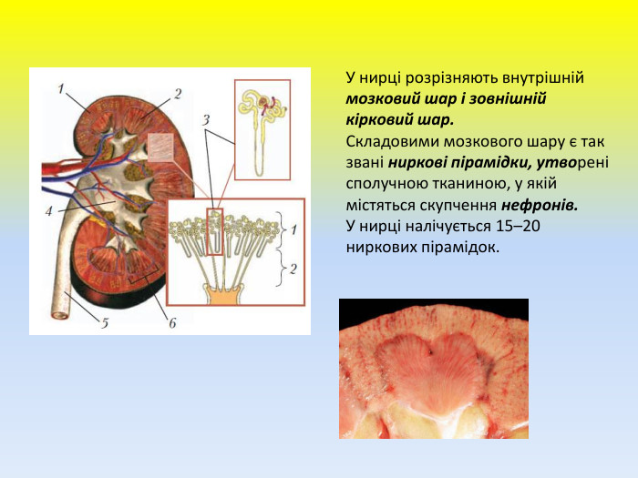 У нирці розрізняють внутрішній мозковий шар і зовнішній кірковий шар. Складовими мозкового шару є так звані ниркові пірамідки, утворені сполучною тканиною, у якій містяться скупчення нефронів. У нирці налічується 15–20 ниркових пірамідок.