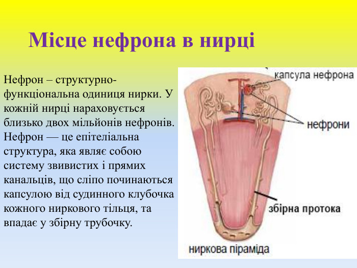 Місце нефрона в нирціНефрон – структурно-функціональна одиниця нирки. У кожній нирці нараховується близько двох мільйонів нефронів. Нефрон — це епітеліальна структура, яка являє собою систему звивистих і прямих канальців, що сліпо починаються капсулою від судинного клубочка кожного ниркового тільця, та впадає у збірну трубочку.
