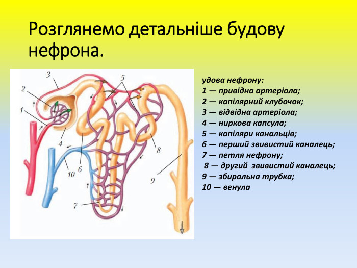 Розглянемо детальніше будову нефрона.удова нефрону:1 — привідна артеріола;2 — капілярний клубочок;3 — відвідна артеріола;4 — ниркова капсула;5 — капіляри канальців;6 — перший звивистий каналець;7 — петля нефрону; 8 — другий звивистий каналець;9 — збиральна трубка;10 — венула