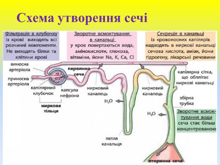Схема утворення сечі