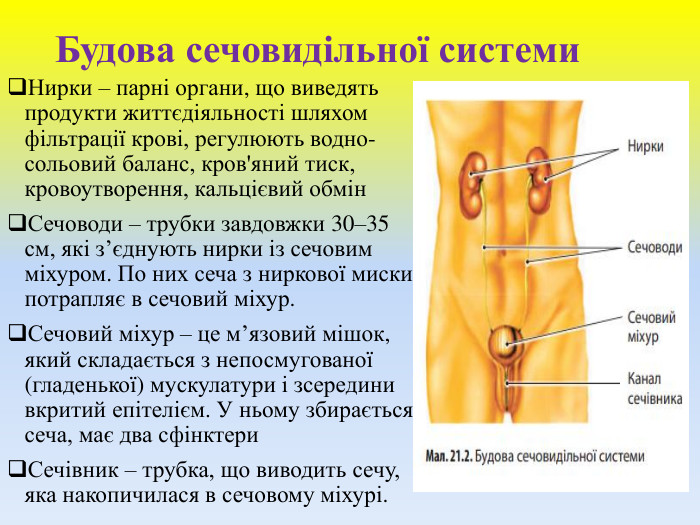Будова сечовидільної системи. Нирки – парні органи, що виведять продукти життєдіяльності шляхом фільтрації крові, регулюють водно-сольовий баланс, кров'яний тиск, кровоутворення, кальцієвий обмін. Сечоводи – трубки завдовжки 30–35 см, які з’єднують нирки із сечовим міхуром. По них сеча з ниркової миски потрапляє в сечовий міхур. Сечовий міхур – це м’язовий мішок, який складається з непосмугованої (гладенької) мускулатури і зсередини вкритий епітелієм. У ньому збирається сеча, має два сфінктери. Сечівник – трубка, що виводить сечу, яка накопичилася в сечовому міхурі.