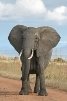 C:\Users\СВЕТЛАНА\Desktop\звукові схеми\1200px-African_Bush_Elephant.jpg