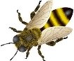 бджола.jpg