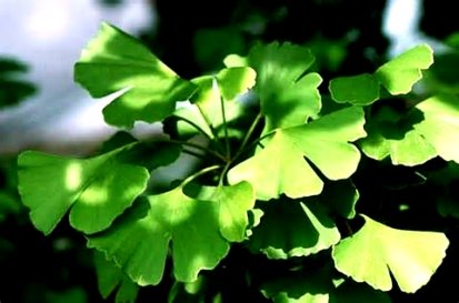 Описание: http://www.internetdict.com/wp-content/uploads/related_images/2016/01/19/what-does-a-ginkgo-tree-look-like_3.jpg