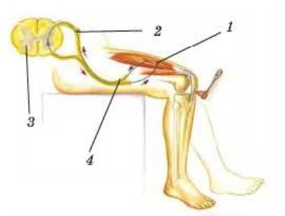 Картинки по запросу колінний рефлекс