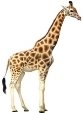 http://otvetin.ru/uploads/posts/2010-04/1270664662_giraffe1.jpg