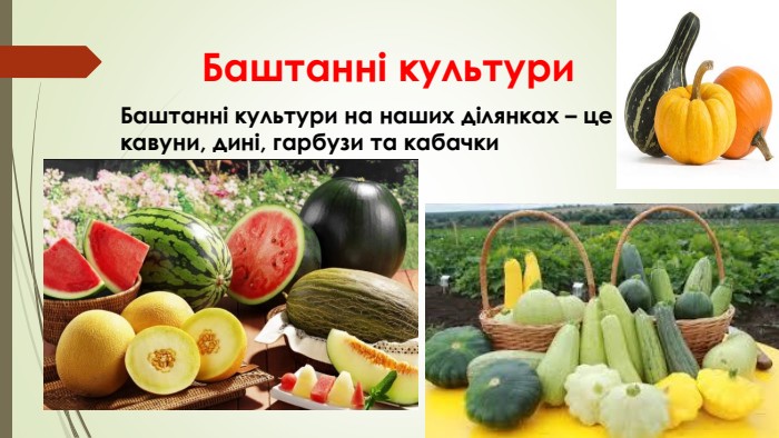 Баштанні культури. Баштанні культури на наших ділянках – це кавуни, дині, гарбузи та кабачки