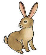 початкові класи: Загадка про зайця