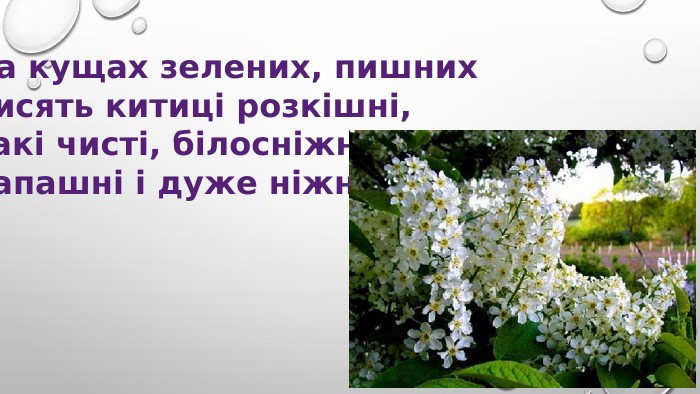 На кущах зелених, пишних. Висять китиці розкішні,Такі чисті, білосніжні,Запашні і дуже ніжні.